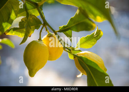 Zitronen wachsen auf Baum Stockfoto