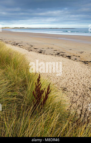 Beadnell Bay, Northumberland, von der St. Oswald's Weg coastal path. Stockfoto