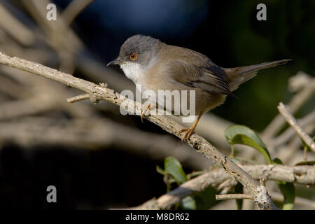 Sardische Warbler weiblichen thront auf Zweig, Kleine Zwartkop vrouwtje zittend op Tak Stockfoto