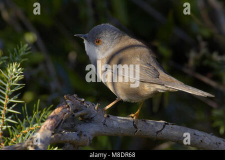 Sardische Warbler weiblichen thront auf Zweig, Kleine Zwartkop vrouwtje zittend op Tak Stockfoto