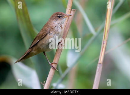 Snor; Locustella luscinioides Savi Warbler; Stockfoto