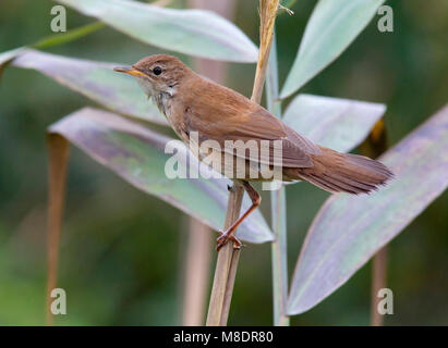 Snor; Locustella luscinioides Savi Warbler; Stockfoto