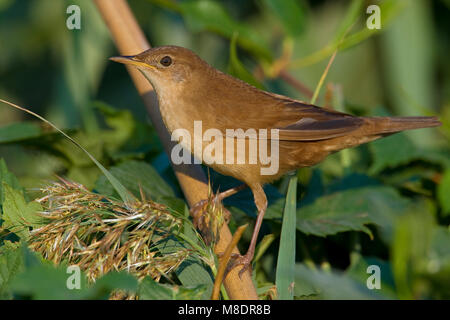 Snor; der Savi Warbler Stockfoto