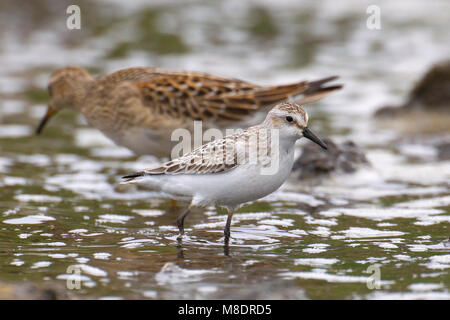 Foeragerende Grijze strandloper, Nahrungssuche Semipalmated Sandpiper Stockfoto