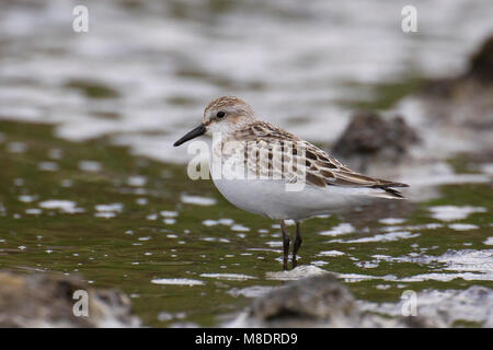 Foeragerende Grijze strandloper, Nahrungssuche Semipalmated Sandpiper Stockfoto