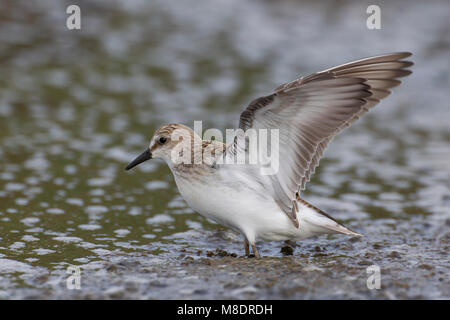 Foeragerende Grijze strandloper, Nahrungssuche Semipalmated Sandpiper Stockfoto