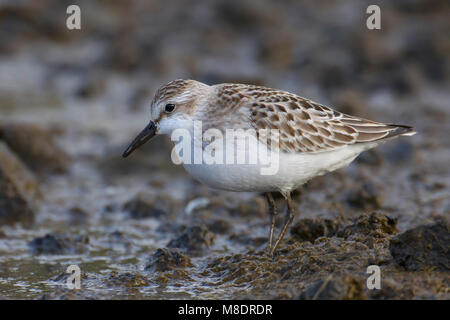 Foeragerende Grijze strandloper, Nahrungssuche Semipalmated Sandpiper Stockfoto