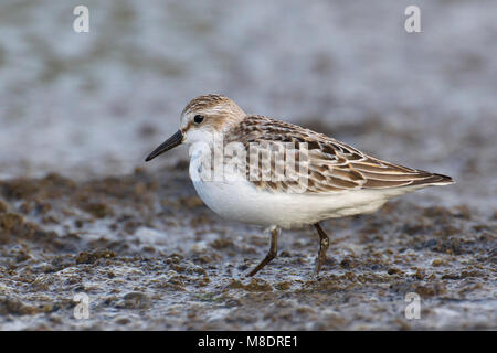 Foeragerende Grijze strandloper, Nahrungssuche Semipalmated Sandpiper Stockfoto