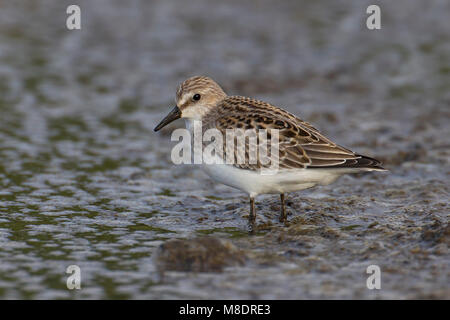 Foeragerende Grijze strandloper, Nahrungssuche Semipalmated Sandpiper Stockfoto