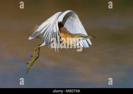 In Ralreiger vlucht; Squacco Heron im Flug Stockfoto