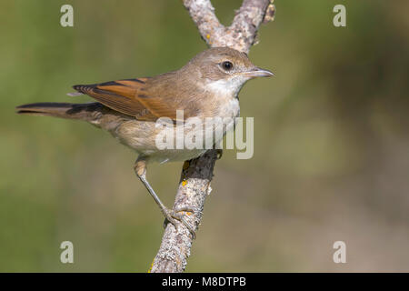 Vrouwtje Grasmus; Weiblich, Common Whitethroat Stockfoto