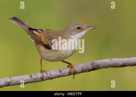 Grasmus zittend op Tak; Common Whitethroat thront auf einem Zweig Stockfoto