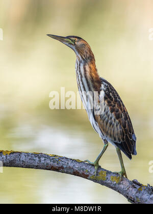 Juveniele Woudaap; Jugendliche wenig Rohrdommel Stockfoto