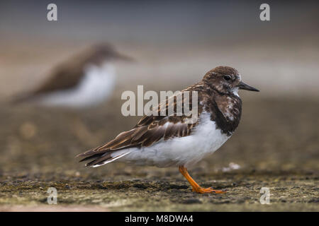 Steenloper; bräunlich Turnstone; Arenaria intepres Stockfoto