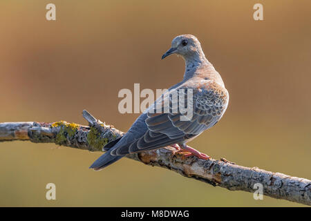 Zomertortel; Turteltaube Streptopelia turtur; Stockfoto