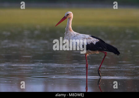 Ooievaar; Weißstorch Stockfoto