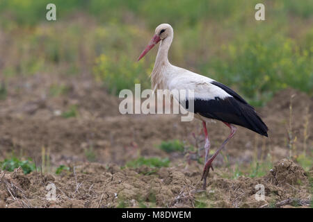 Ooievaar; Weißstorch Stockfoto