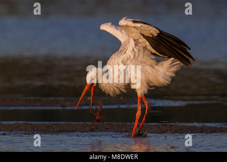 Ooievaar, Weißstorch, Ciconia ciconia Stockfoto