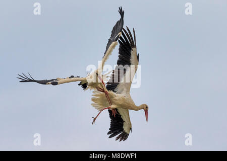 Ooievaars vechtend in de Vlucht; Weißstörche kämpfen im Flug Stockfoto