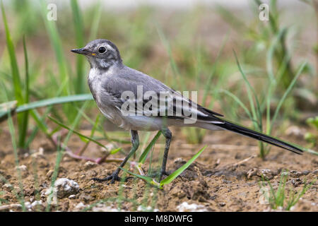 Witte Kwikstaart; Bachstelze Stockfoto