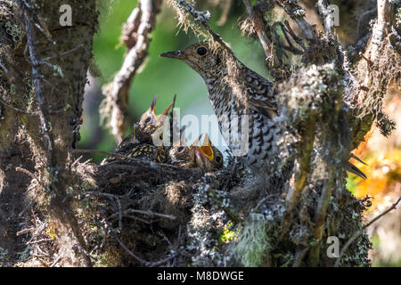 Goudlijster op Nest; White's Thrush auf Nest Stockfoto