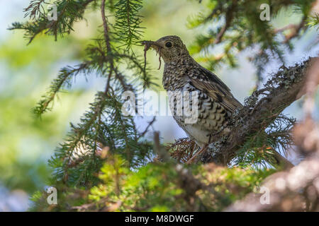 Goudlijster; White's Thrush Stockfoto
