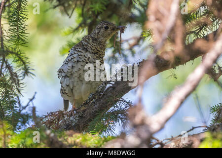 Goudlijster; White's Thrush Stockfoto