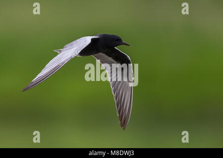 Adulte Witvleugelstern in Vlucht; White-winged Tern nach im Flug Stockfoto