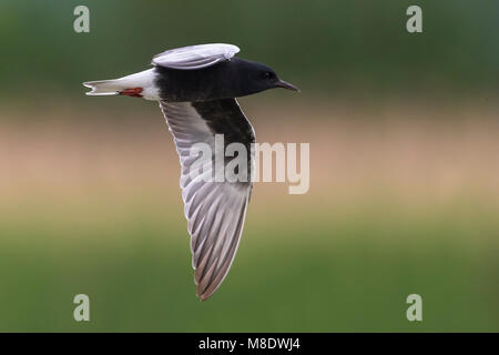 Adulte Witvleugelstern in Vlucht; White-winged Tern nach im Flug Stockfoto