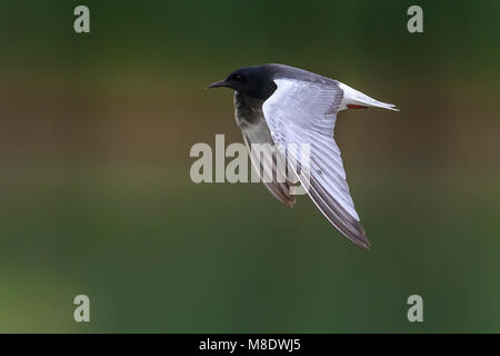 Adulte Witvleugelstern in Vlucht; White-winged Tern nach im Flug Stockfoto