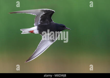 Adulte Witvleugelstern in Vlucht; White-winged Tern nach im Flug Stockfoto