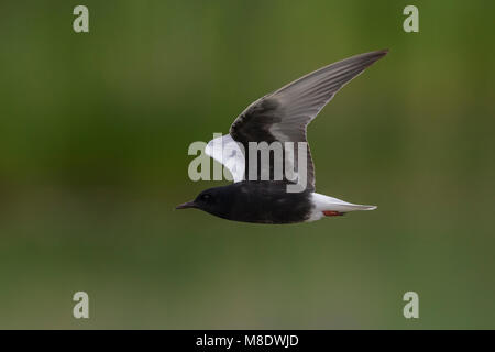 Adulte Witvleugelstern in Vlucht; White-winged Tern nach im Flug Stockfoto