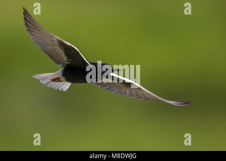 Adulte Witvleugelstern in Vlucht; White-winged Tern nach im Flug Stockfoto