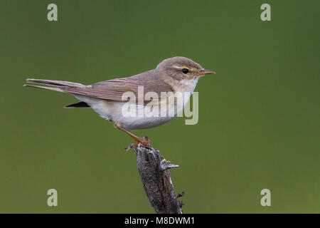 ; Fitis Fitis, Phylloscopus trochilus ssp acredula Stockfoto