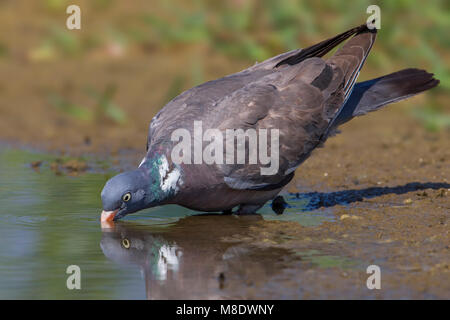 Houtduif; Gemeinsame Columba palumbus Ringeltaube; Stockfoto