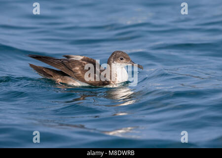 Yelkouanpijlstormvogel in de Vlucht; Yelkouan Shearwater im Flug Stockfoto