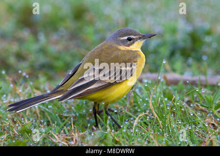 Vögele Kwikstaart, Blue-headed Bachstelze, Motacilla flava Flava Stockfoto