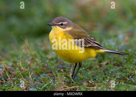 Vögele Kwikstaart, Blue-headed Bachstelze, Motacilla flava Flava Stockfoto