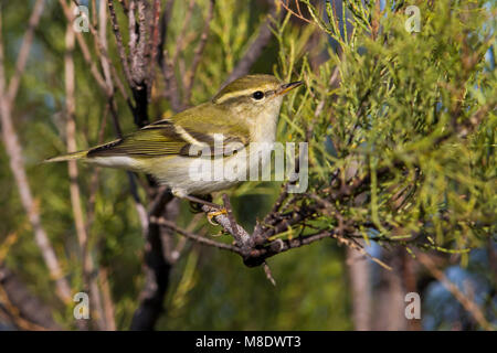 Bladkoning; Gelbbrauen-laubsänger; Phylloscopus inornatus Stockfoto