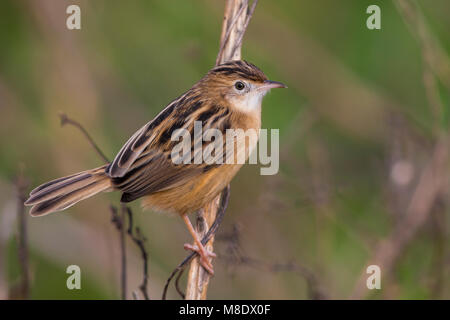 Zitting Cisticola Graszanger; Stockfoto