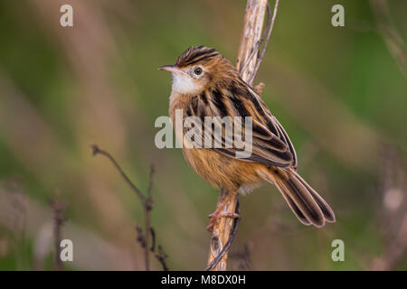 Zitting Cisticola Graszanger; Stockfoto