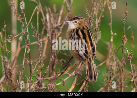 Zitting Cisticola Graszanger; Stockfoto