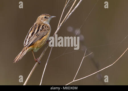 Graszanger, Zitting Cisticola Stockfoto