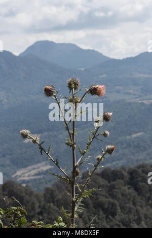 Anlage von Cirsium ehrenbergii in sich selbst Lebensraum Stockfoto