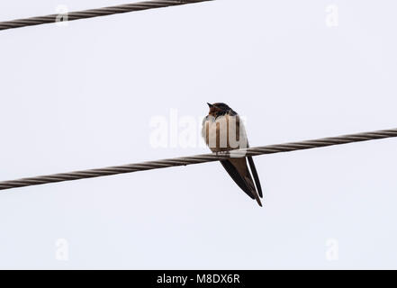 Rauchschwalbe (Hirundo rustica) sitzt auf einem Draht Stockfoto