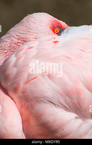 Mehr Flamingo (Phoenicopterus Roseus), San Diego Wild Animal Park, Kalifornien Stockfoto