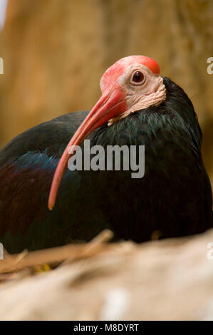 Südliche kahlen Ibis (Geronticus Calvus), San Diego Wild Animal Park, Kalifornien Stockfoto