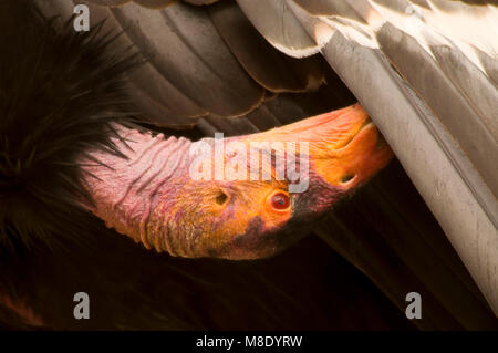 Kalifornien Kondor (Gymnogyps californianus), San Diego Wild Animal Park, Kalifornien Stockfoto