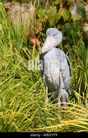 Schuhschnabel (Balaeniceps Rex), San Diego Zoo Safari Park, San Diego County, Kalifornien Stockfoto