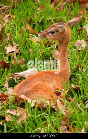 (Litocranius walleri südlichen Gerenuk), San Diego Zoo Safari Park, San Diego County, Kalifornien Stockfoto